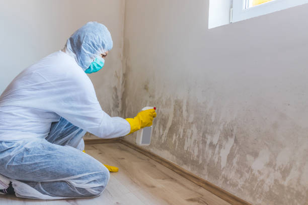 Licensed Attic Mold Removal service in Sykesville, MD - WQB Mold Removal
