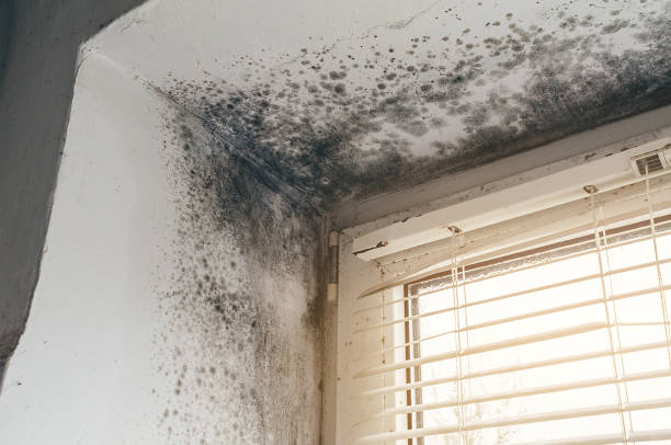 Affordable Attic Mold Removal solutions in Sykesville, MD
